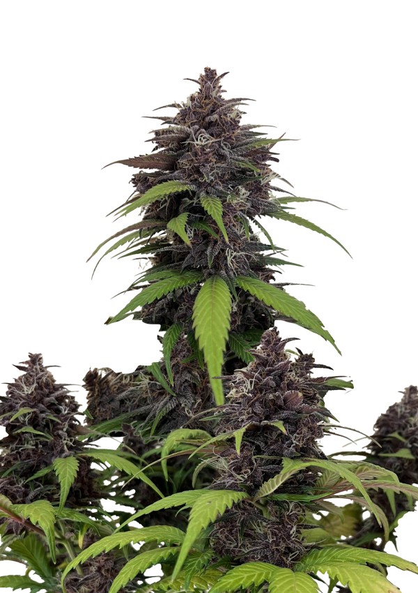 BearBush-Bear-Bush-Botanical-Collective-Fast-Buds-Purple-Haze-Auto-2