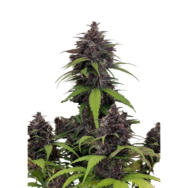BearBush-Bear-Bush-Botanical-Collective-Fast-Buds-Purple-Haze-Auto-2-v2