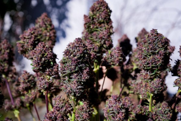BearBush-Bear-Bush-Botanical-Collective-Fast-Buds-Purple-Haze-Auto-3-v2