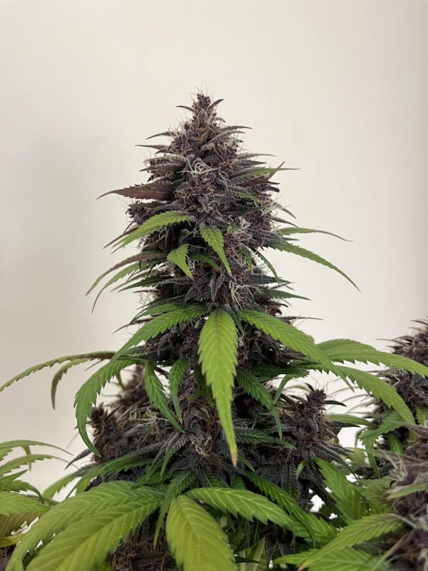 BearBush-Bear-Bush-Botanical-Collective-Fast-Buds-Purple-Haze-Auto-6-v2
