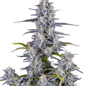 BearBush-Bear-Bush-Botanical-Collective-Fast-Buds-Super-Boof-Auto-2