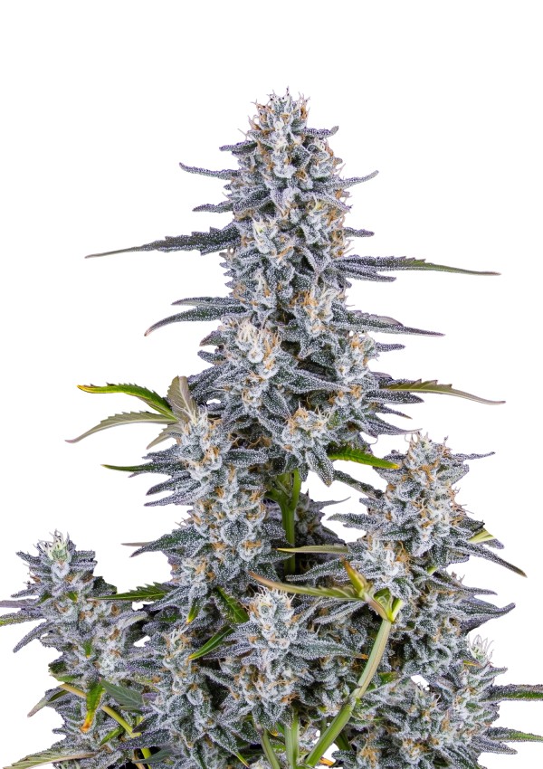 BearBush-Bear-Bush-Botanical-Collective-Fast-Buds-Super-Boof-Auto-2