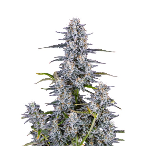 BearBush-Bear-Bush-Botanical-Collective-Fast-Buds-Super-Boof-Auto-2-v2