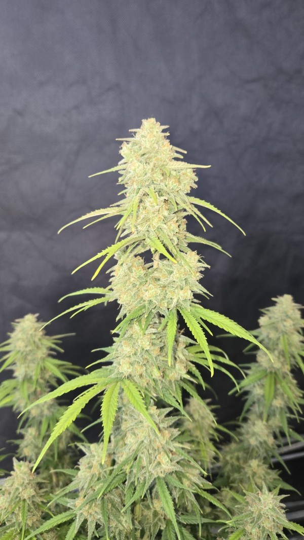 BearBush-Bear-Bush-Botanical-Collective-Fast-Buds-Z-Up-Auto-10-v2