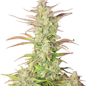 BearBush-Bear-Bush-Botanical-Collective-Fast-Buds-Z-Up-Auto-2