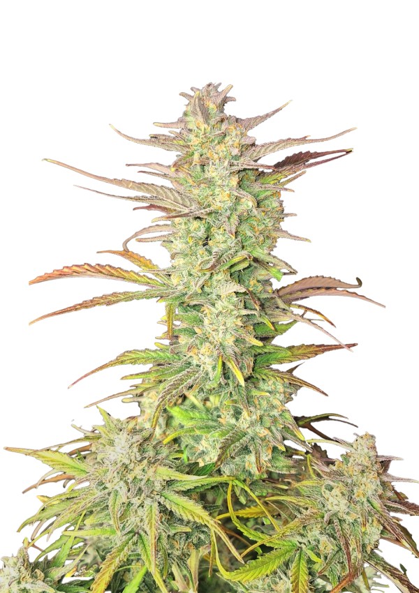 BearBush-Bear-Bush-Botanical-Collective-Fast-Buds-Z-Up-Auto-2