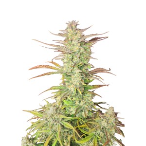 BearBush-Bear-Bush-Botanical-Collective-Fast-Buds-Z-Up-Auto-2-v2