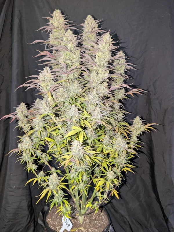 BearBush-Bear-Bush-Botanical-Collective-Fast-Buds-Z-Up-Auto-6-v2