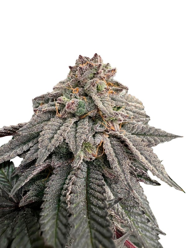 BearBush-Bear-Bush-Botanical-Collective-Grateful-Seeds-Limited-Edition-Hash-Belt-Fem-2