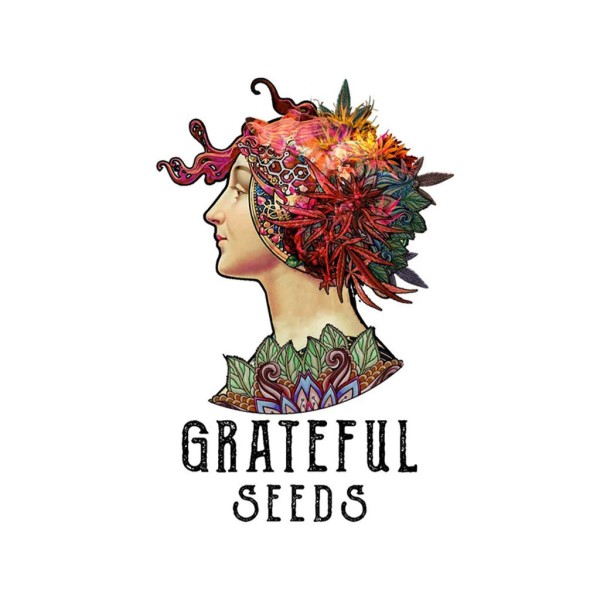 BearBush-Bear-Bush-Botanical-Collective-Grateful-Seeds-One-Shot-Edition-Meat-Grinder-Fem-1