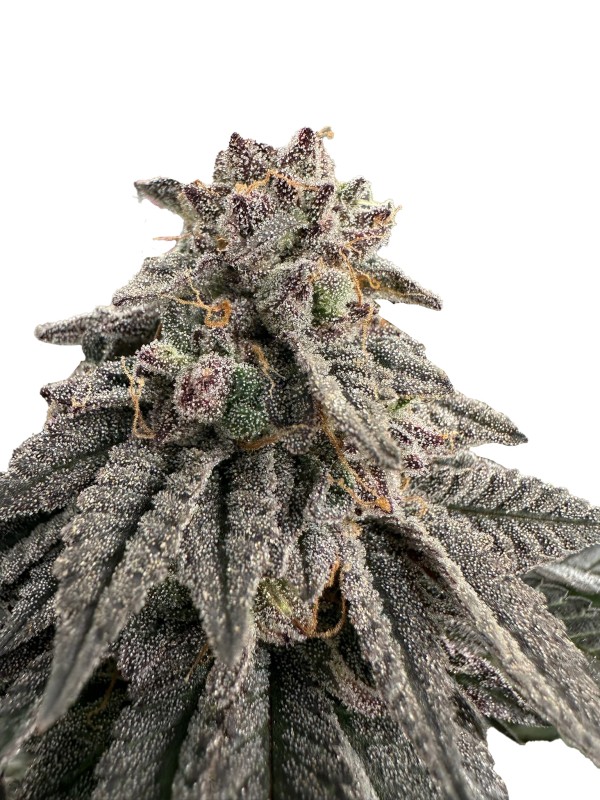 BearBush-Bear-Bush-Botanical-Collective-Grateful-Seeds-One-Shot-Edition-Meat-Grinder-Fem-2