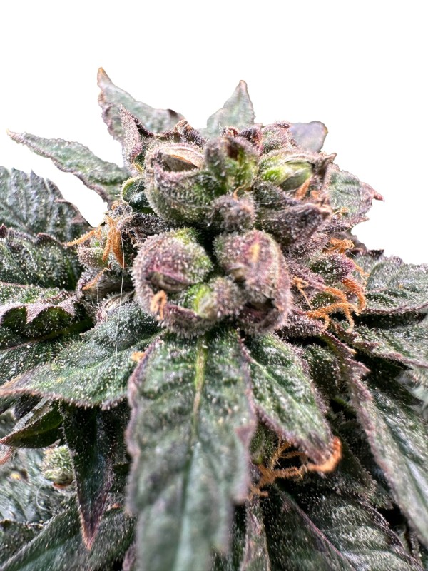 BearBush-Bear-Bush-Botanical-Collective-Grateful-Seeds-Original-Edition-Bro-Science-Fem-2