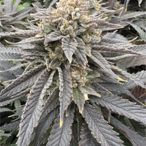 BearBush-Bear-Bush-Botanical-Collective-Grateful-Seeds-Original-Edition-Midnight-Zlap-Fem-2
