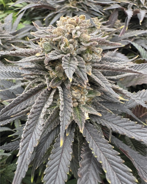 BearBush-Bear-Bush-Botanical-Collective-Grateful-Seeds-Original-Edition-Midnight-Zlap-Fem-2