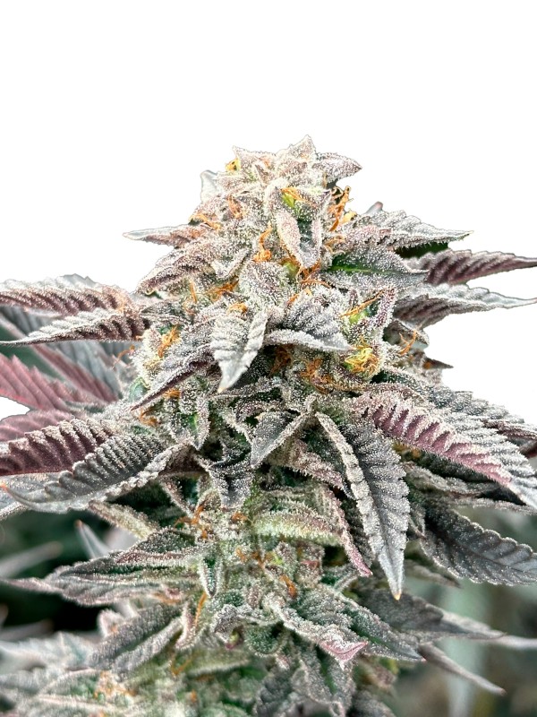 BearBush-Bear-Bush-Botanical-Collective-Grateful-Seeds-Original-Edition-Sour-Burger-Fem-2