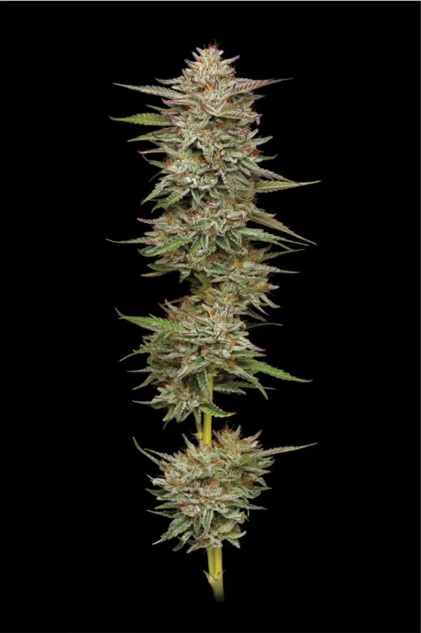 BearBush-Bear-Bush-Botanical-Collective-Humboldt-Seed-Company-Banana-OG-Auto-2