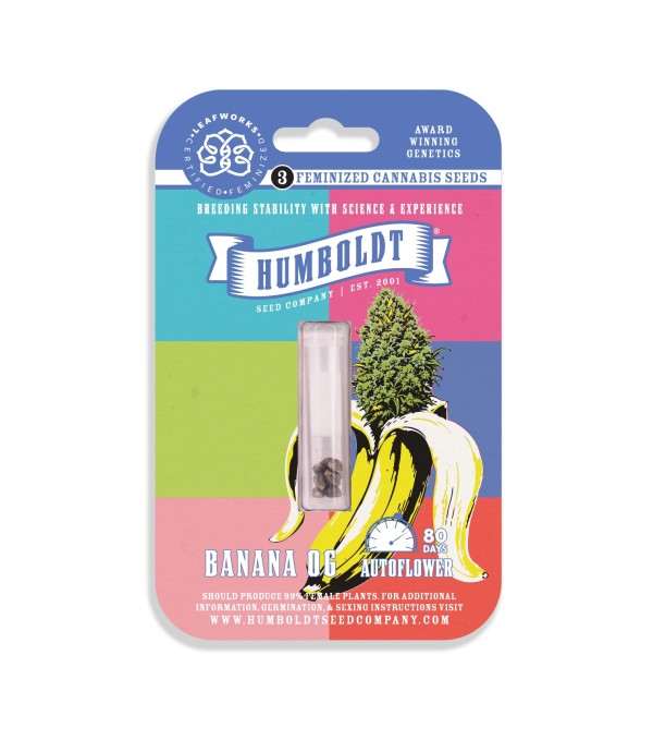 BearBush-Bear-Bush-Botanical-Collective-Humboldt-Seed-Company-Banana-OG-Auto-4
