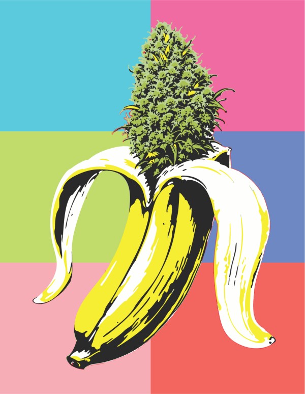 BearBush-Bear-Bush-Botanical-Collective-Humboldt-Seed-Company-Banana-OG-Auto-6
