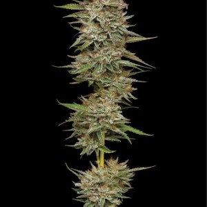 BearBush-Bear-Bush-Botanical-Collective-Humboldt-Seed-Company-Banana-OG-Fem-2