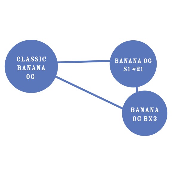 BearBush-Bear-Bush-Botanical-Collective-Humboldt-Seed-Company-Banana-OG-Fem-5