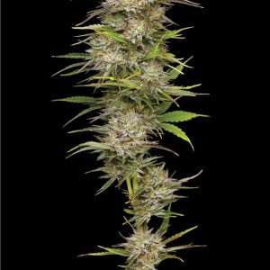 BearBush-Bear-Bush-Botanical-Collective-Humboldt-Seed-Company-California-Haze-Fem-2