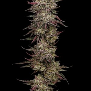 BearBush-Bear-Bush-Botanical-Collective-Humboldt-Seed-Company-Chicken-N'-Wafflez-Fem-2