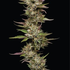 BearBush-Bear-Bush-Botanical-Collective-Humboldt-Seed-Company-Moon-Fog-Fem-2