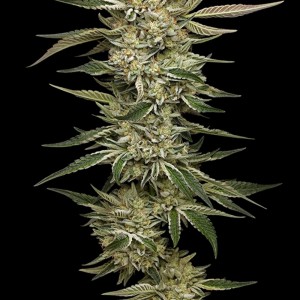 BearBush-Bear-Bush-Botanical-Collective-Humboldt-Seed-Company-OG-Triploid-Auto-2