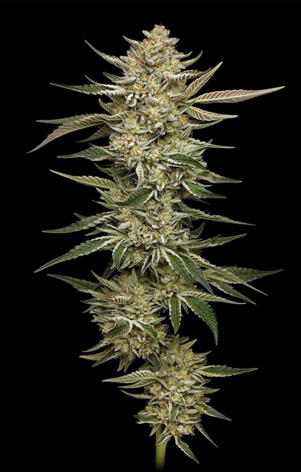 BearBush-Bear-Bush-Botanical-Collective-Humboldt-Seed-Company-OG-Triploid-Auto-2