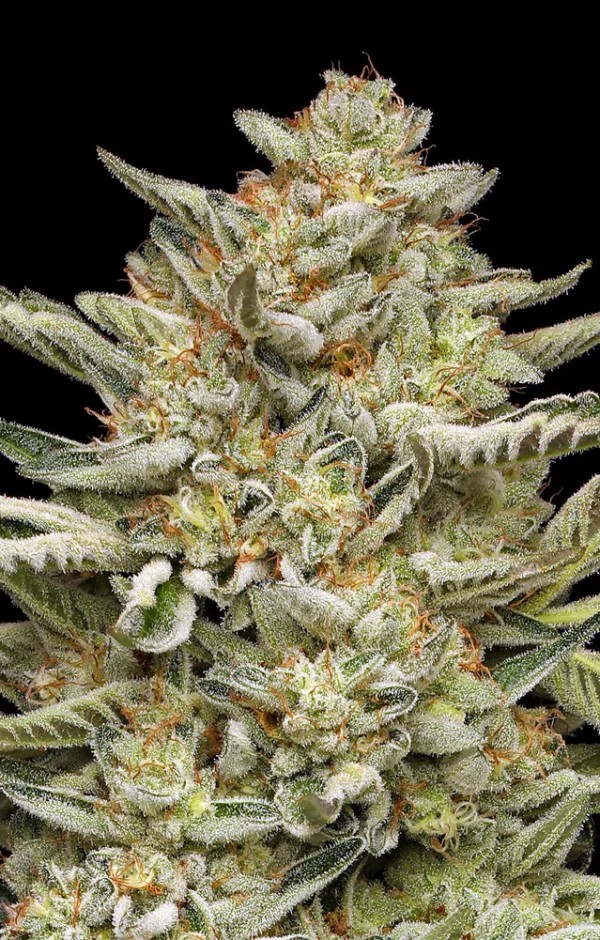 BearBush-Bear-Bush-Botanical-Collective-Humboldt-Seed-Company-OG-Triploid-Auto-3