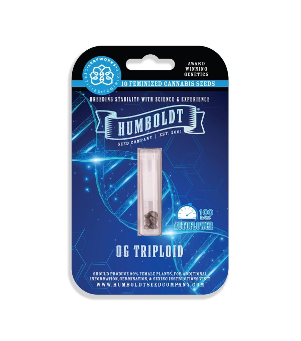 BearBush-Bear-Bush-Botanical-Collective-Humboldt-Seed-Company-OG-Triploid-Auto-4