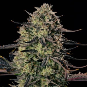 BearBush-Bear-Bush-Botanical-Collective-Silent-Seeds-Alien-Gas-XXL-Auto-2