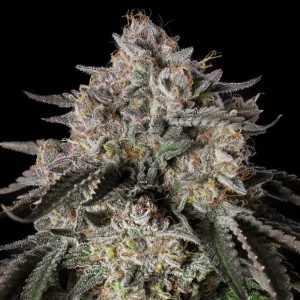 BearBush-Bear-Bush-Botanical-Collective-Silent-Seeds-Cherry-Essence-Fem-2