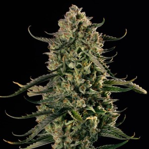 BearBush-Bear-Bush-Botanical-Collective-Silent-Seeds-MAC-Dawg-XXL-Auto-2