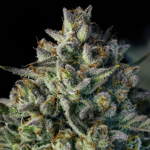 BearBush-Bear-Bush-Botanical-Collective-Silent-Seeds-MAC-Dawg-XXL-Auto-3