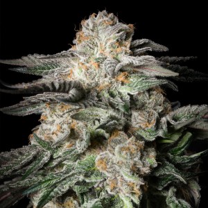 BearBush-Bear-Bush-Botanical-Collective-Silent-Seeds-Mint-Candy-Fem-2