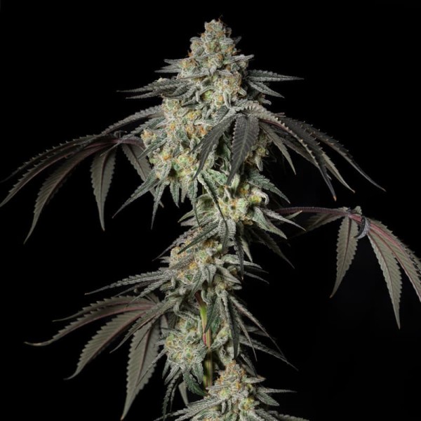 BearBush-Bear-Bush-Botanical-Collective-Silent-Seeds-Mint-Candy-Fem-4