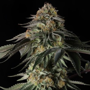BearBush-Bear-Bush-Botanical-Collective-Silent-Seeds-Rainbow-Gas-Fem-2