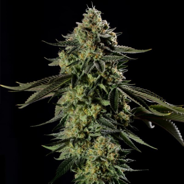 BearBush-Bear-Bush-Botanical-Collective-Silent-Seeds-Rainbow-Gas-Fem-3
