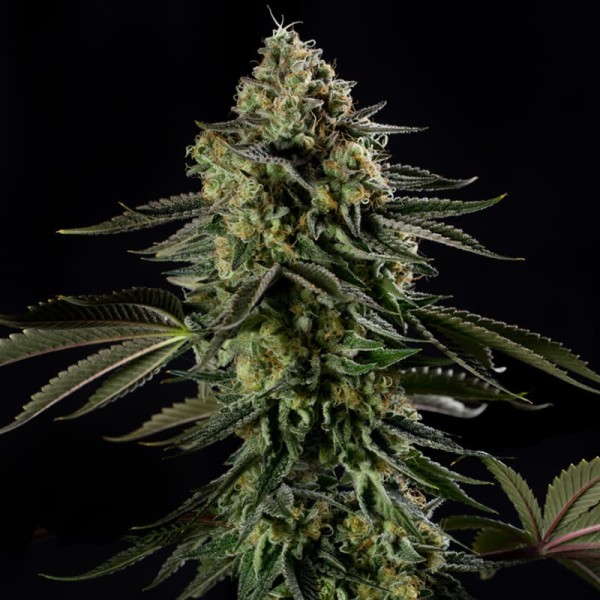 BearBush-Bear-Bush-Botanical-Collective-Silent-Seeds-Rainbow-Gas-Fem-4