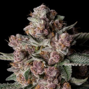BearBush-Bear-Bush-Botanical-Collective-Silent-Seeds-Tropical-Jam-Fem-2