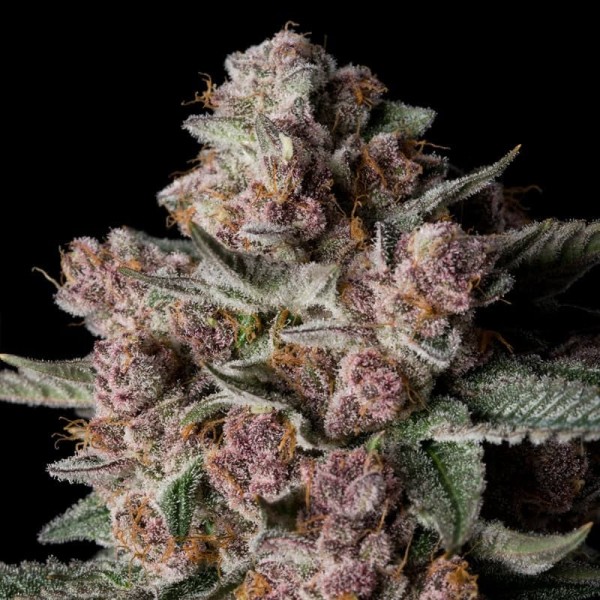 BearBush-Bear-Bush-Botanical-Collective-Silent-Seeds-Tropical-Jam-Fem-2
