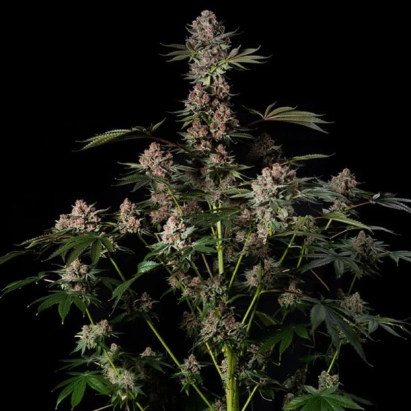 BearBush-Bear-Bush-Botanical-Collective-Silent-Seeds-Tropical-Jam-Fem-4