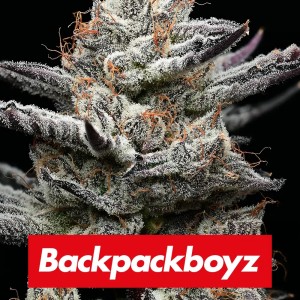 BearBush-Bear-Bush-Botanical-Collective-Barney's-Farm-Black-Cherry-Gushers-Fem-2