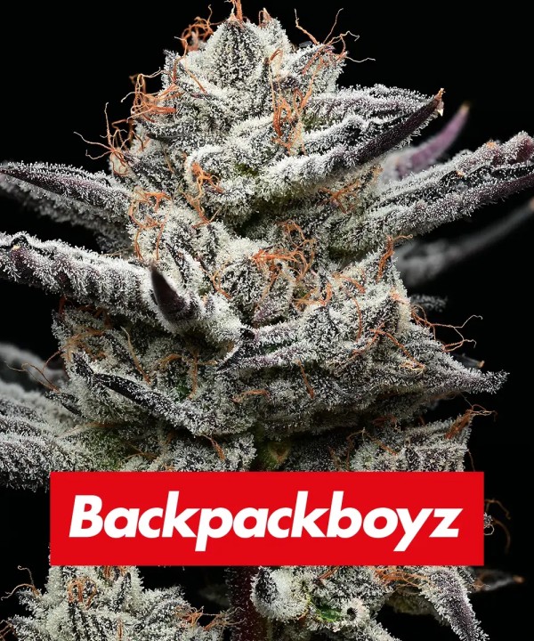 BearBush-Bear-Bush-Botanical-Collective-Barney's-Farm-Black-Cherry-Gushers-Fem-2