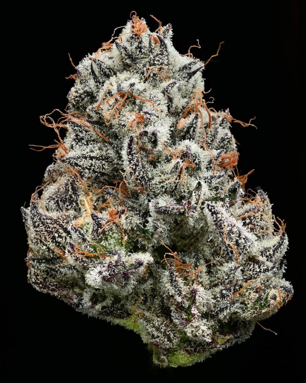 BearBush-Bear-Bush-Botanical-Collective-Barney's-Farm-Black-Cherry-Gushers-Fem-3