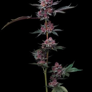 BearBush-Bear-Bush-Botanical-Collective-Barney's-Farm-Cherry-Poppers-Fem-2