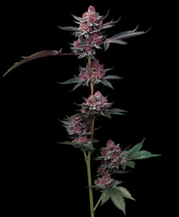 BearBush-Bear-Bush-Botanical-Collective-Barney's-Farm-Cherry-Poppers-Fem-2