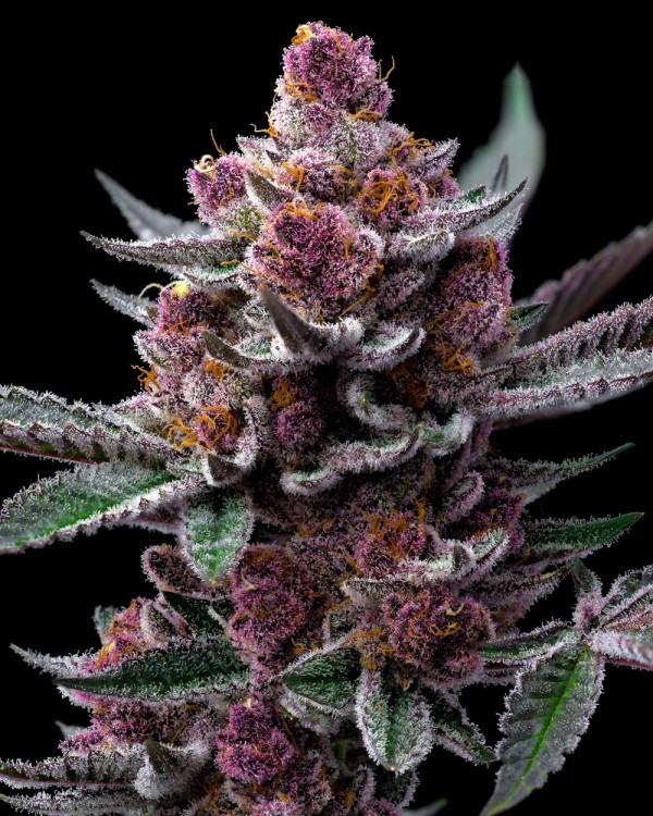 BearBush-Bear-Bush-Botanical-Collective-Barney's-Farm-Cherry-Poppers-Fem-3
