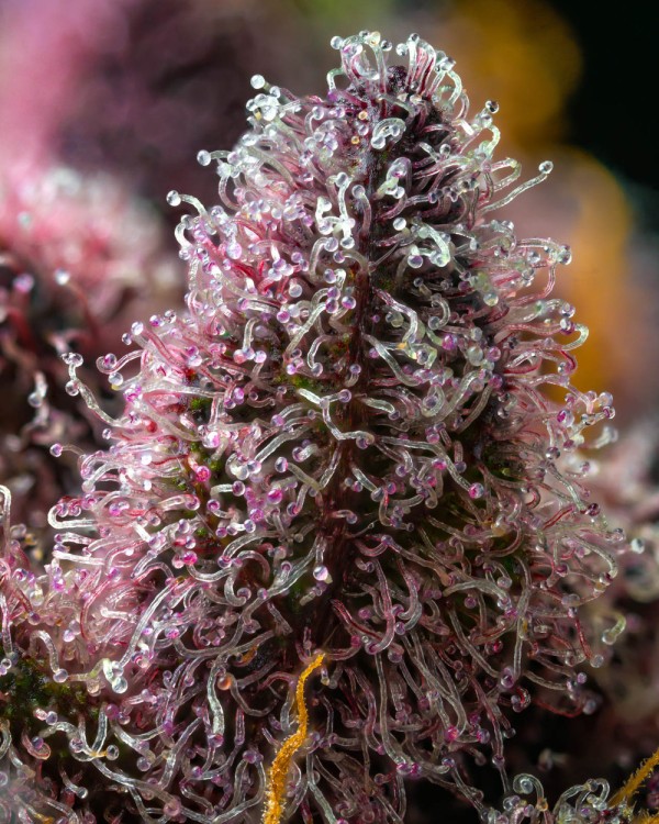 BearBush-Bear-Bush-Botanical-Collective-Barney's-Farm-Cherry-Poppers-Fem-4